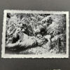 RARE Waffen-SS "Wiking" Division Photo Album - Image 30