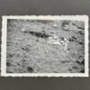 RARE Waffen-SS "Wiking" Division Photo Album - Image 92