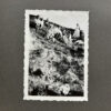 RARE Waffen-SS "Wiking" Division Photo Album - Image 101