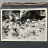 RARE Waffen-SS "Wiking" Division Photo Album - Image 108